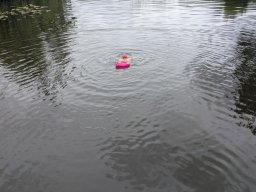 Mainschwimmen Juni 2026